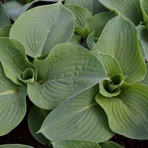 Hosta sieboldiana var. elegans ---